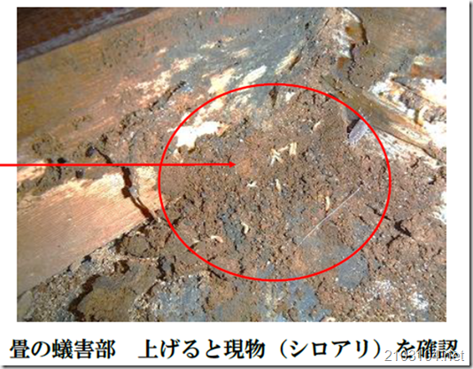 shiroarihigai2